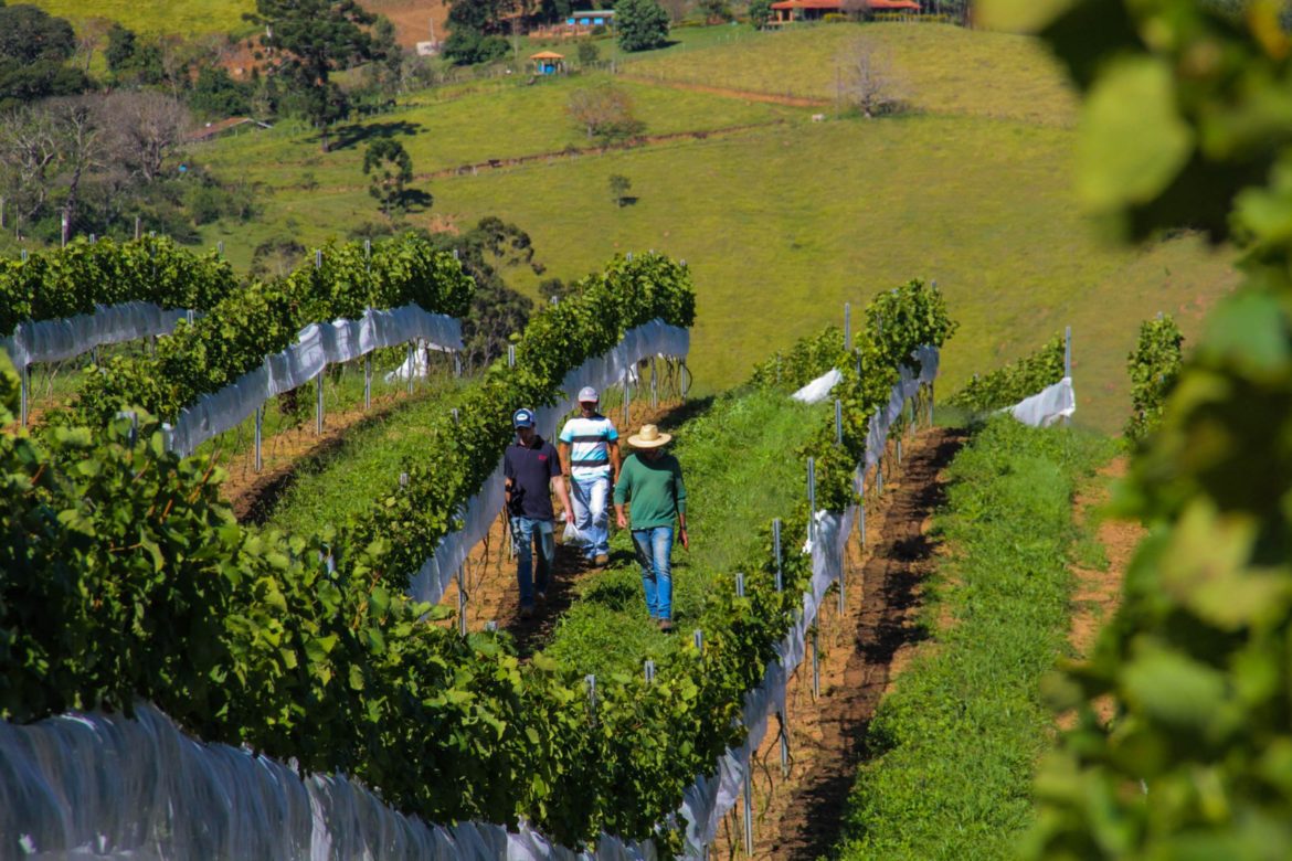 Turista poder colher uvas e degustar vinhos em vinícola brasileira