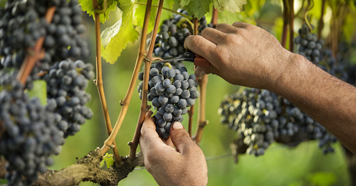 Técnicas que revolucionaram o mundo do vinho