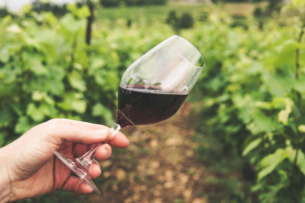 Levantamento mostra notas mais altas para vinhos orgânicos