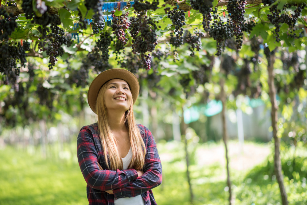 Cultivo de uva para vinhos em SP aumenta mais de 720%