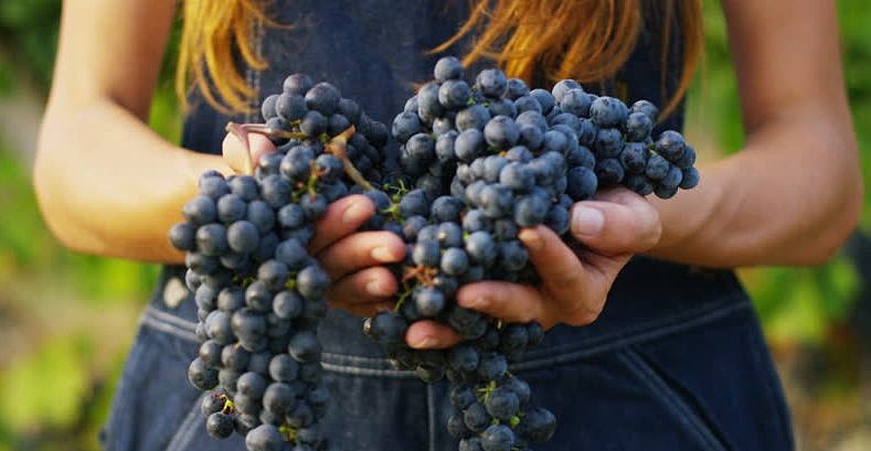 Como são produzidos os vinhos naturais?